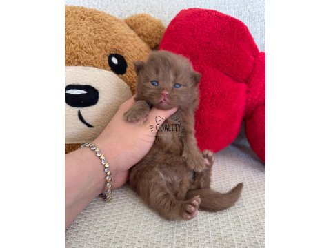 Cinnamon Chocolate Bicolour Bebek Kedilerimiz