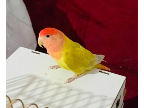 Dişi Sevda Papağanımız Yeni Sahibini Arıyor