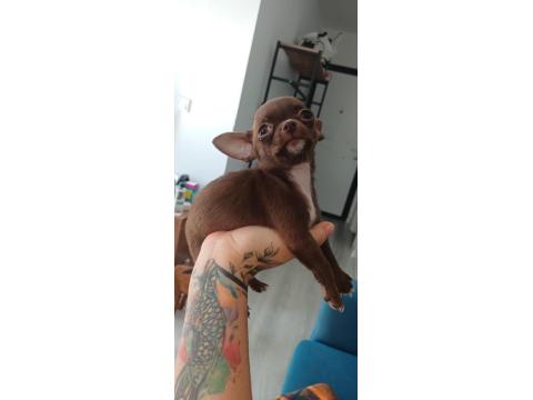 2.5 Aylık Erkek Çikolata Bebek Chihuahua