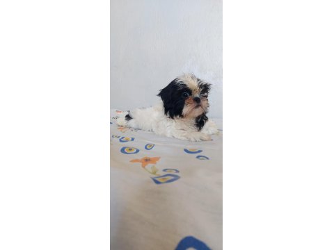 Ev Ortamında Büyüyen Shih Tzu Köpekler
