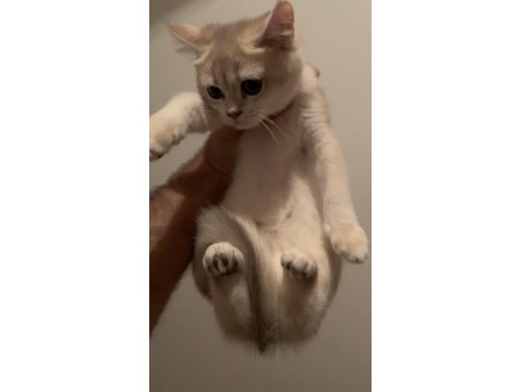 Şecereli Babadan Orj British Shorthair