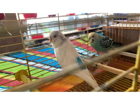 Muhabbet Kuşu Çift