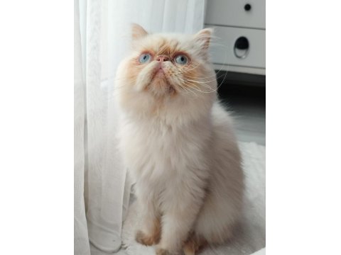 Safkan İran Kedisi Red Point 8 Aylık Erkek