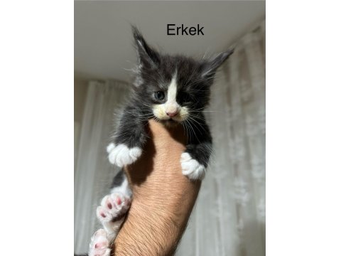 Dev Maine Coon Yavrular Yeni Yuvalarına Hazır