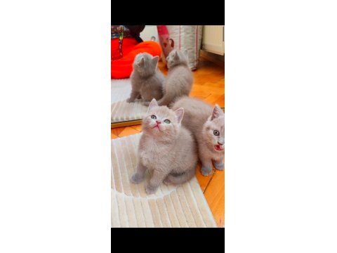 Gri Lilac Dişi Erkek Yavru Kediler