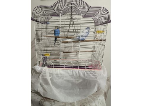 2 Adet Erkek Muhabbet Kuşu Satılık