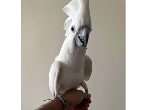 Umbrella Kakadu Full + Full Evcil