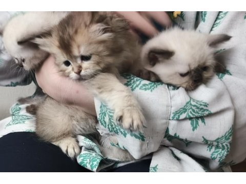 Cins Kedi Sağlık Sorunları Yoktur