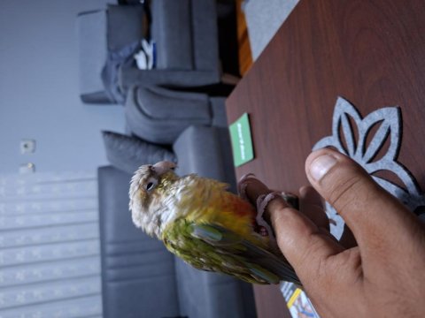 Konur Papağanı Tam Bir Oyuncu