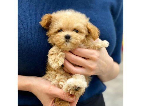 Maltipoo Köpek Yavruları