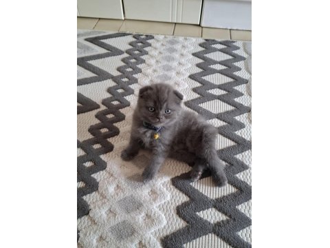 26 Nisan Doğumlu Scottish Fold Kediler