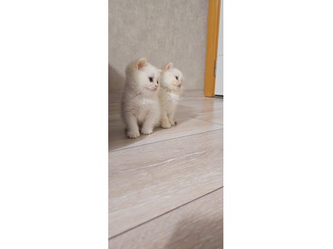 Üst Soy Show Kalite Dişi Ve Erkek Her Kodda Yavru Kediler