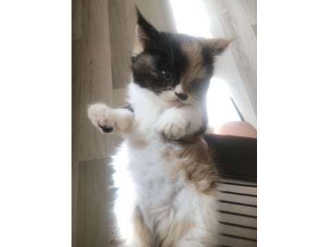 Kedimizi Sahiplenmek İster Misin