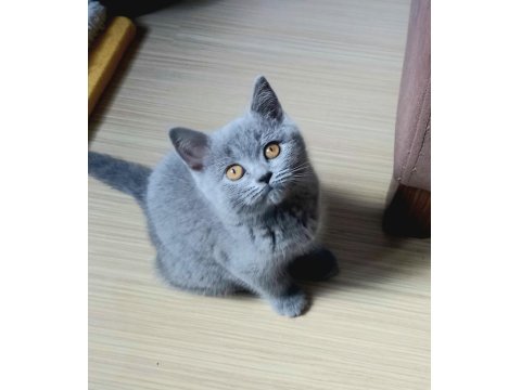 Klasik Blue Renk British Shorthair Dişi Yavru