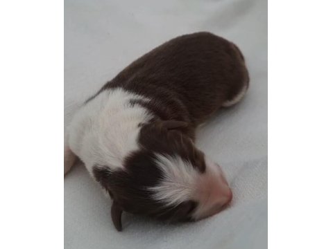 Border Collie Siyah Beyaz Ve Kahve Beyaz Yavrular