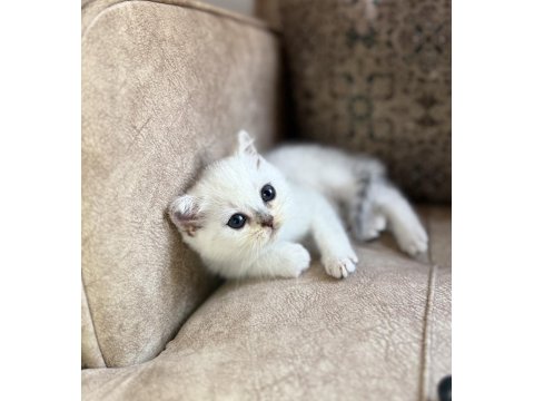 Full Şecereli Anne Babasını Özel British Bebeği