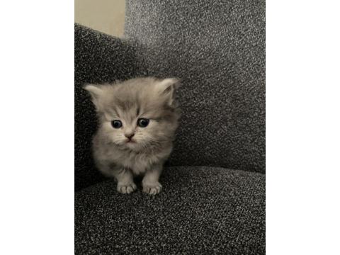 Dişi Ve Erkek 45 Günlük Yavru Kediler