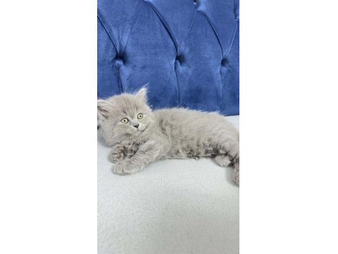 2 Aylık Kızımız British Longhair