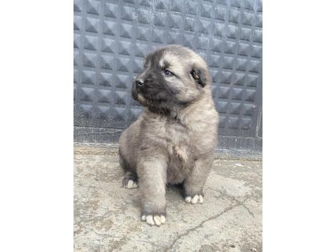 Her İle İlçeye Gönderim Sağlanır Sivas Kangalı