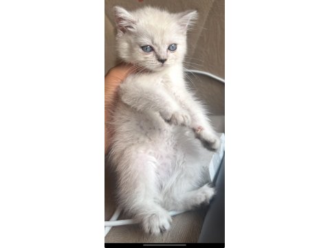 British Blue Point Erkek 1.5 Aylık Kedimiz