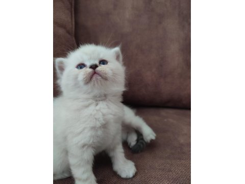 Ayi Surat British Shorthair Yavrular
