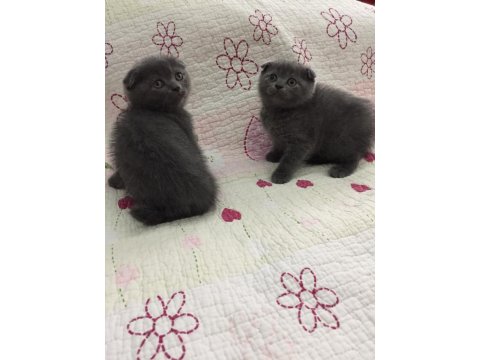 Bal Küpü Scottish Fold Bebeklerim