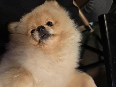 Sevimli Ayı Surat Pomeranian Boo