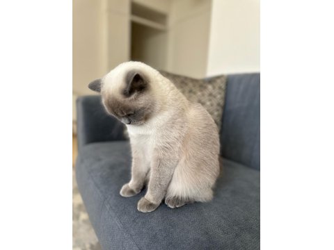 1,5 Yaşında Kısırlaştırılmış British Shorthair Kızımız