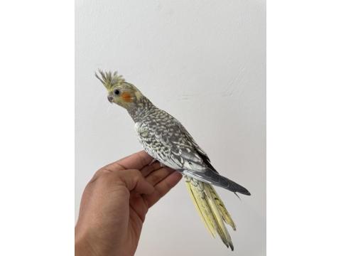 Sultan Papağanı Sahiplendirilecektir