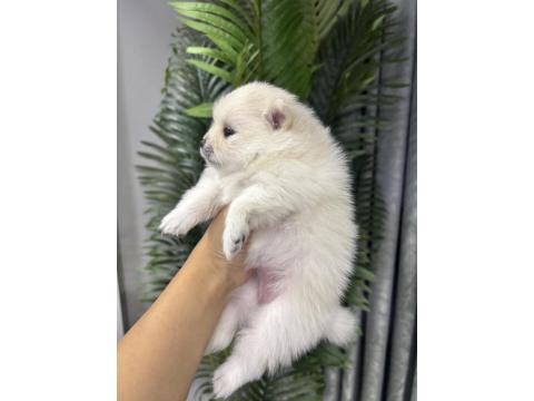 Dişi Pomeranian Köpeği