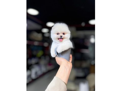 Ayı Yüzlü Pomeranian Boo