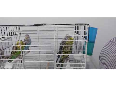 Yavru Muhabbet Kuşu