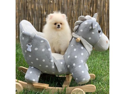 Pomeranian Boo Sevimli Yavrular
