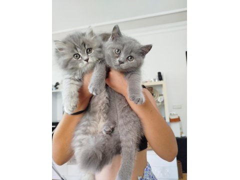 İran Ve British Kırmaları Kediler