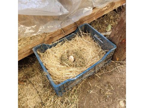 Amerikan Ördeği Yumurtası