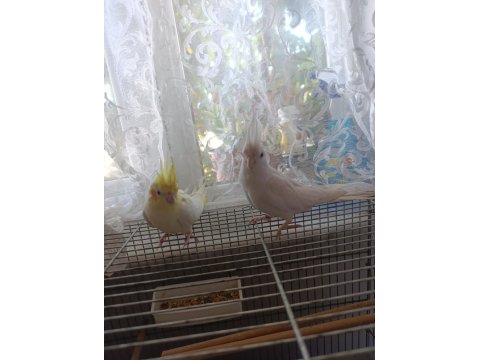 Albino & Lutino Takım Sultan Papağanı