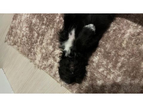 3 Aylık Yavru Köpeğimiz Eşyaları İle Birlikte Verilecektir