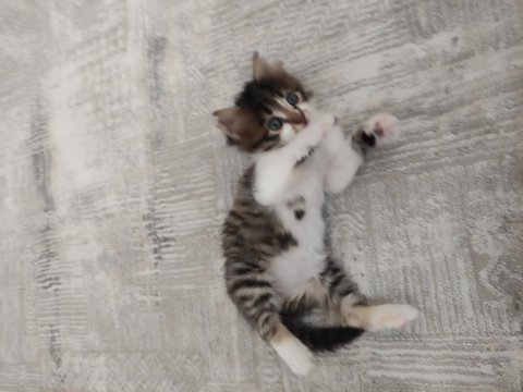 Kedimize Merhametli Bir Yuva Arıyoruz