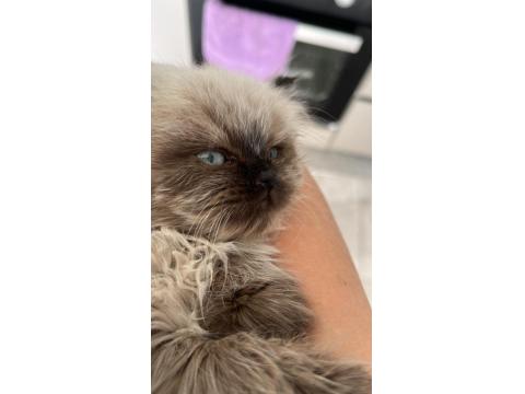 65 Günlük Yavru Kedimiz