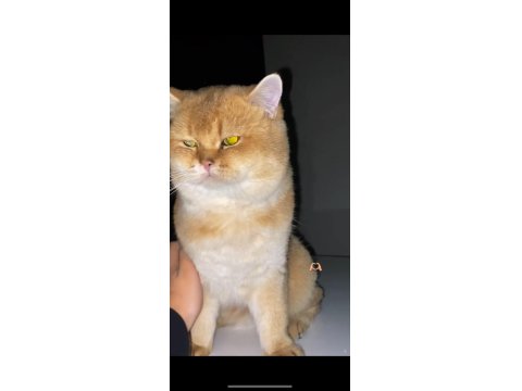 British Golden Kedimiz