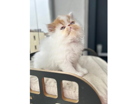 Saf Irk Persian Erkek