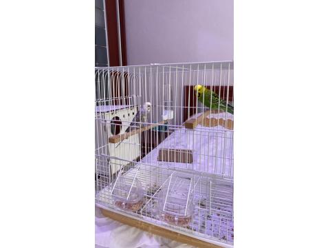 Çift Muhabbet Kuşu (Uygun Fiyat)