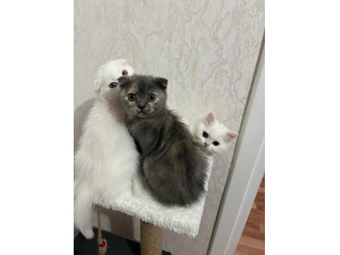 A Kalite Scottish Ve British Yavrular