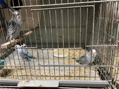 Yavru Muhabbet Kuşu