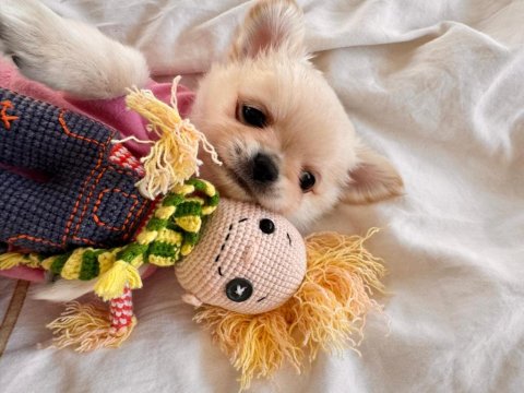 Sevimli Ve Eğitimli Chihuahua Yavru