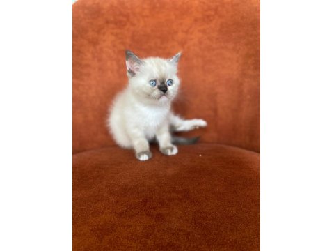 Brıtısh Shorthair Blue Point Dişi
