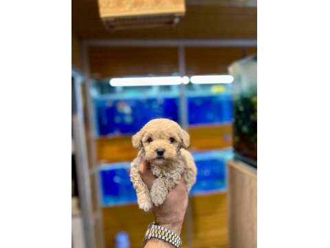 Sevimli Maltipoo Yavrularımız