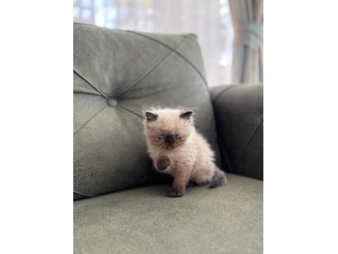 Exotic Longhair Yavrularımız Rezerveye Açıktır.