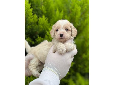 Evinizin Neşesi Maltipoo Bebekler