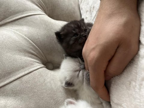 6 Adet British Shorthair Blue Point Yavru